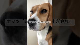 なかなか起きない飼主とビーグル犬の朝 #beagle #いぬ #いぬのいる生活