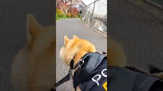 柴犬の介助犬留奈と春の遊歩道をのんびり散歩 #shorts