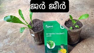 ജർ ജീർ \\ Jar Jeer \\ Rocket Leaf \\ Arugula \\ Salad Rocket