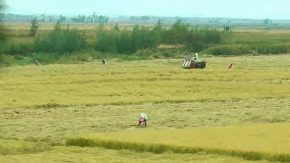 2018吉林‧北山公園、松江中路及水稻王國五常的金黃稻田