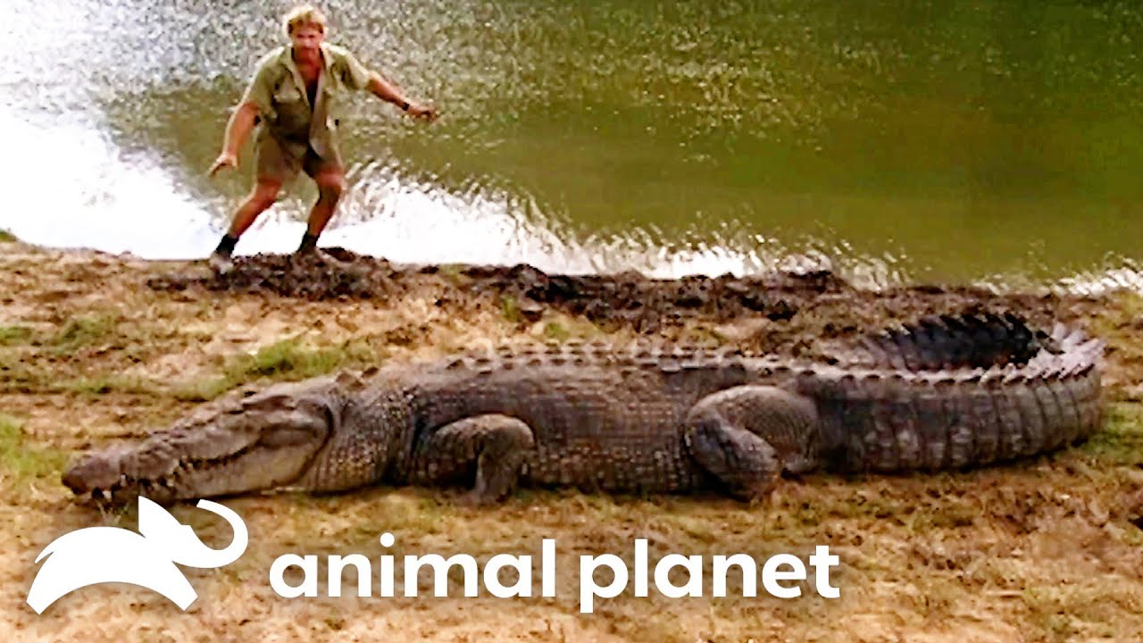 Steve Irwin Wrestling A Crocodile