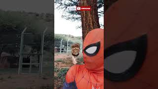 Only way to survive from a Lion 🦁😂 Spiderman in real life Lion attack funny TikTok video #shorts