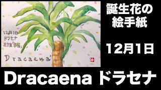 誕生花の絵手紙　12月1日　Dracaena ドラセナ