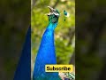 Peacock sound video #peacock #birdsounds #shorts #viral #birds #trending