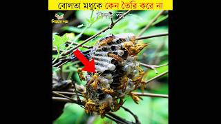 বোলতা মধুকে কেন তৈরি করে না || amazing facts about insects || #shorts #insects #শিক্ষারপথ #newshorts