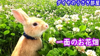 空気の澄んだ早朝の公園でうさんぽダイヤ君はビショビショになりましたTake a walk in the clear early morning park Daiya-kun have wet