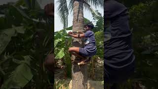 😳ஒரு பனை மரம் சுத்தம் செய்ய 250 ரூபாவா 😳🤩#palmjuice #nature #nature #palmfruitjuice #minivlog