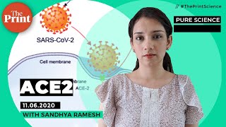 All about the ACE2 receptor the coronavirus uses to enter our bodies