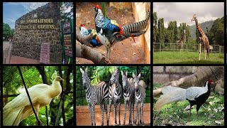 Visit Sri Chamarajendra Zoo,Mysore,Karnataka,India/Best Place to Visit in Mysore for 2 days trip.