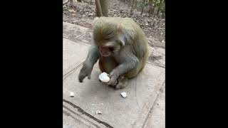Intelligent monkey 🐒 🙈 🙊 😀