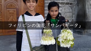 サンパギータ (Sampaguita)