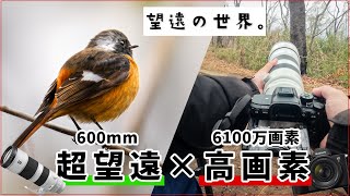 望遠レンズと高画素機で動物撮ったら世界が変わりました。【a7RV＆FE200-600mm】