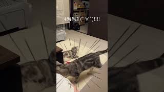 用がないのに呼んじゃう飼い主あるある。 #アメリカショートヘア