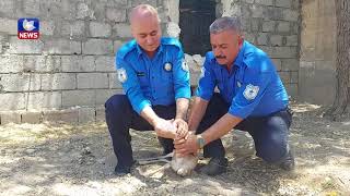 پۆلیسی دارستانی كفری دوو بێچوە ئاسك لە مردن رزگار دەكەن