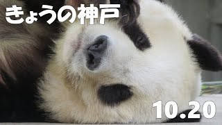 明日も元気で過ごせるよう願って🐼 きょうのタンタンの住む街、神戸🐼 #神戸散歩 #神戸好き #神戸散策 #神戸 #2021年10月20日🐼