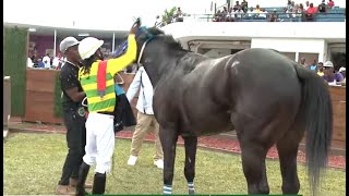 JAMAICA RACING: Fort Haldane Winner #3 For Robert Halledeen, Sat, Jan 11, 2025, 8th