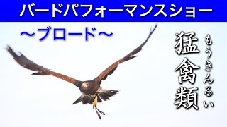 【バードパフォーマンスショー〜ブロード〜】頭上スレスレのフライト！＠那須どうぶつ王国 Bird Performance Show【BROAD】