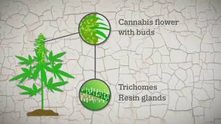 Cannabis resin production explained