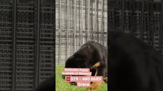 019 - 480 6689 Grace. Rottweiler Puppy Available @ Malaysia. Male puppy. 2 month old. With mka cert.