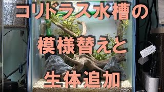 【アクアリウム・模様替え】コリドラス水槽の模様替えと生体追加やるよ♪