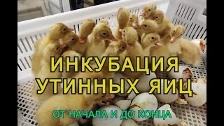 🐥🐣Инкубация утиных яиц от закладки до появления утят! #Инкубация #УтиныеЯйца #ВыводУтят 👍💖