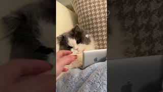 像极了晚上不睡觉还在玩电脑的你被老妈抓包的现场！#萌宠 #猫咪的迷惑行为 #笨蛋小猫