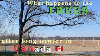 শীতের পরে কানাডার গাছ দেখতে কেমন হয়|| What happens to the Trees after long winter in Canada?