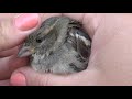 how we feed a baby sparrow