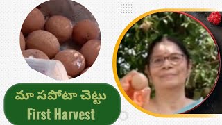 మా సపోటా చెట్టు మొదటి కోత|Sapota Harvest