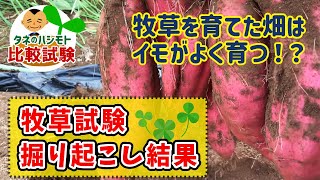 【緑肥作物の効果！】牧草を栽培した後のサツマイモが…　品質と収量に変化が見れました♪　たねのハシモトミヤ