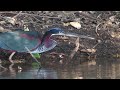 agami heron looking for fish agamia agami