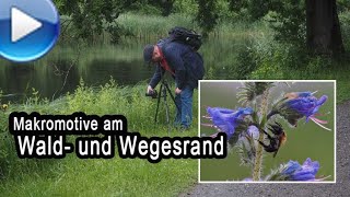 Makrofotografie am Wald- und Wegesrand!