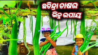 How to growing snake gourd vegitable in unique process | snake gourd tree | chhachindra vegitable