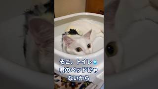 新しい寝床だと勘違いする猫 #cat #猫 #保護猫 #shorts