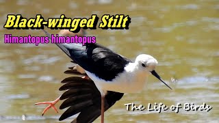 The Life of Birds | Black-winged Stilt | Himantopus Himantopus