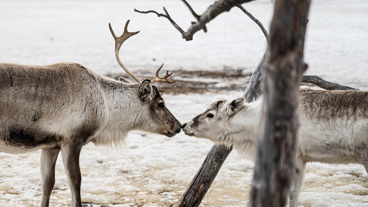 Reindeer Herding In Northern Norway Life In The High North Of Norway