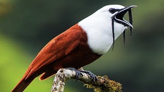 10 Weirdest Birds In The World
