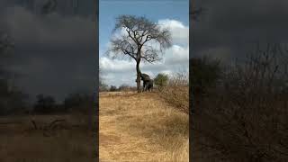 Elephant broke the tree ...u.rdar_u#el rekaoelkao#reesinstagram #reelsviral #explorepage #explore