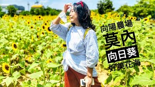 桃園向陽農場向日葵花海 | 新屋范姜老屋群樸實秀麗 | 新埔九芎湖步道意外好走好風景20220726