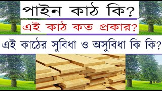 কাঠের পরিচিতি.. পাইন কাঠ কি.. কত প্রকার.. কি কি.. what is pine wood?