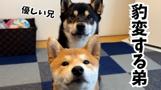 柴犬　豹変子犬とおっとり兄柴 │ しつけ中