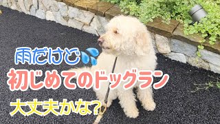 初めてのドッグラン豪雨のなかこれでいいの?😞💦【ラブラドゥードル 大型犬】