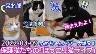 2022ｰ03−09 保護猫たちの「ほっこり猫ライブ」ハッチ＆マック＋黒猫めめ Cat live Stream in Japan -Cat Life TV