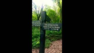 2020.6.11🍀 東滿步道 🍀 東眼山進.滿月圓出（ 4k-5k路段）（四）👉 無限的大階梯爬到腿軟👈