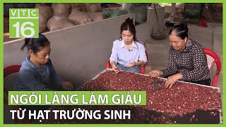 Khám phá ngôi làng làm giàu từ hạt trường sinh | VTC16