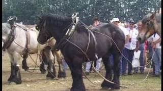 Belgian Draft Horses-pull contest-moving logs-Libramont 1997