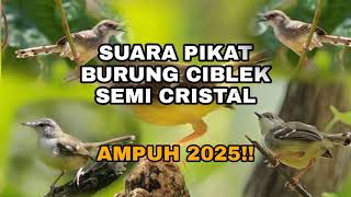 SUARA PIKAT BURUNG CIBLEK SEMI KRISTAL AMPUH 2025🐦