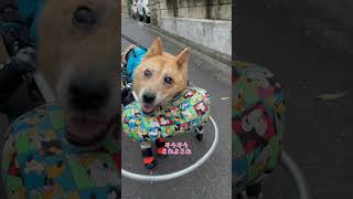 歩くと急に笑顔になるルーさん♡#車椅子犬 #寝たきり犬 #老犬介護 #老犬の可愛さ #虹組3年生 #shorts #保護犬#雑種犬