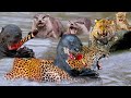 Aghast! Angry Giant Otter Bites Jaguar's Head To For Dare To Attack Its Teammates - Jaguar Vs Otter