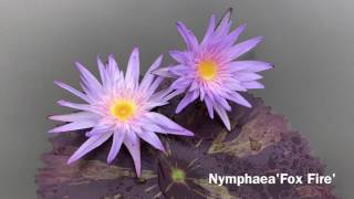 Nymphaea'Foxfire'